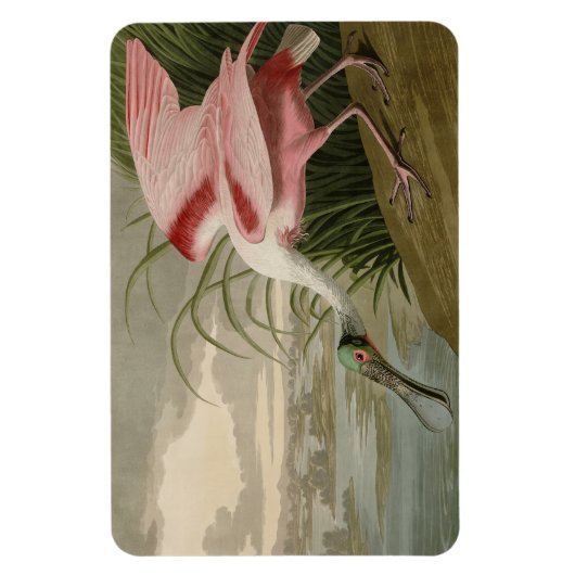 Roseate Spoonbill(オードボンのアメリカの鳥から) マグネット (縦)