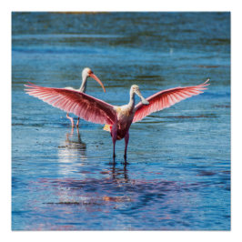 Roseate Spoonbill 20" x 20"ポスター（半光沢） ポスター