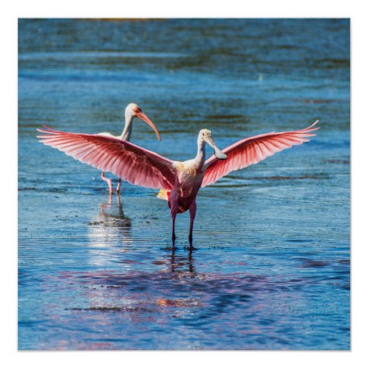 Roseate Spoonbill 20" x 20"ポスター（半光沢） ポスター (正面)