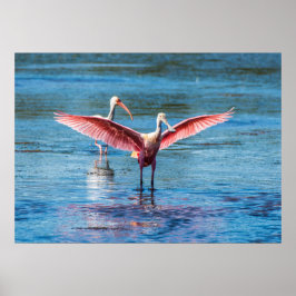 Roseate Spoonbill 28 x 20アーカイブ重いWgt紙 ポスター