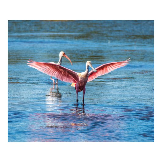 Roseate Spoonbill 48 x 40 Kodak Pro写真 フォトプリント (正面)