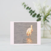 Roseate Spoonbill Bird Photo Postcard ポストカード (スタンド正面)
