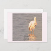 Roseate Spoonbill Bird Photo Postcard ポストカード (正面/裏面)