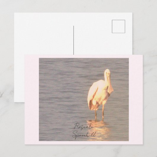 Roseate Spoonbill Bird Photo Postcard ポストカード (正面/裏面)