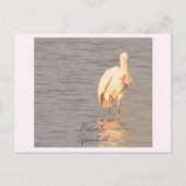 Roseate Spoonbill Bird Photo Postcard ポストカード (正面)