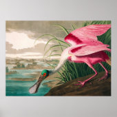 Roseate Spoonbill by John James Audubon ポスター (正面)