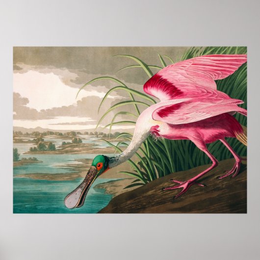 Roseate Spoonbill by John James Audubon ポスター (正面)
