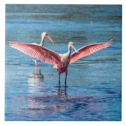 Roseate Spoonbill Large 6" X 6"フォトタイル タイル (正面)