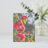 Roses  ポストカード (スタンド正面)