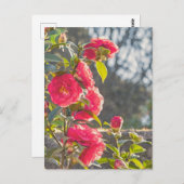 Roses  ポストカード (正面/裏面)