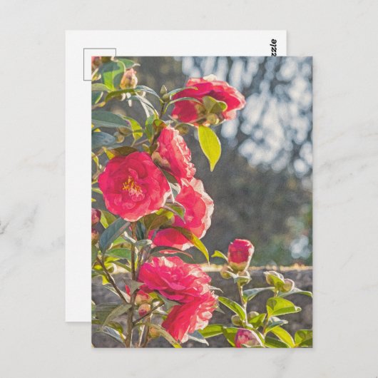 Roses  ポストカード (正面/裏面)