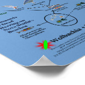 RoseWritesがWolbachiaをFood Chainに入れる場所 ポスター (角)