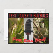 RoseWritesによるCulexおよびBulbsポストカードのテスト ポストカード (正面/裏面)