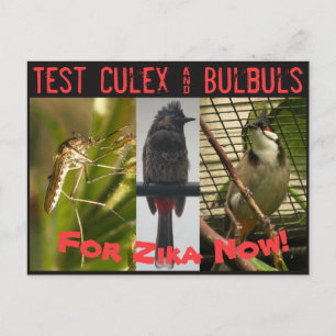 RoseWritesによるCulexおよびBulbsポストカードのテスト ポストカード