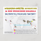 RoseWritesによるCulex & Birdsの両面フライヤーのテスト チラシ (裏面)