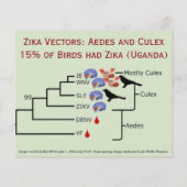 RoseWritesによるWolbachia両面フライヤーの調査 チラシ (裏面)