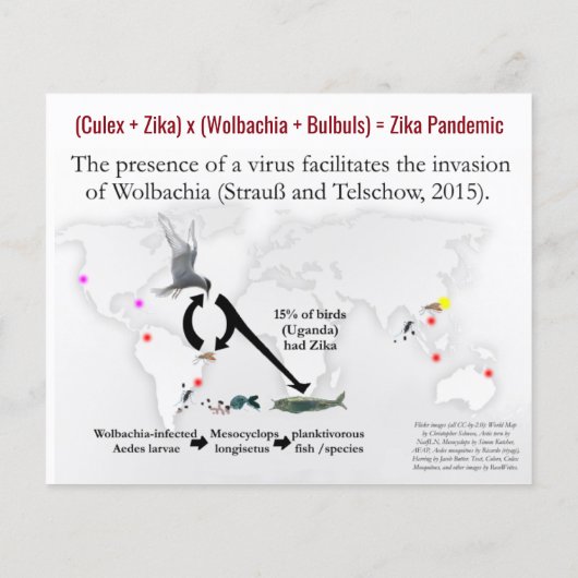 RoseWritesのZikaベクトルがCulexであることを知っているWHO チラシ (裏面)