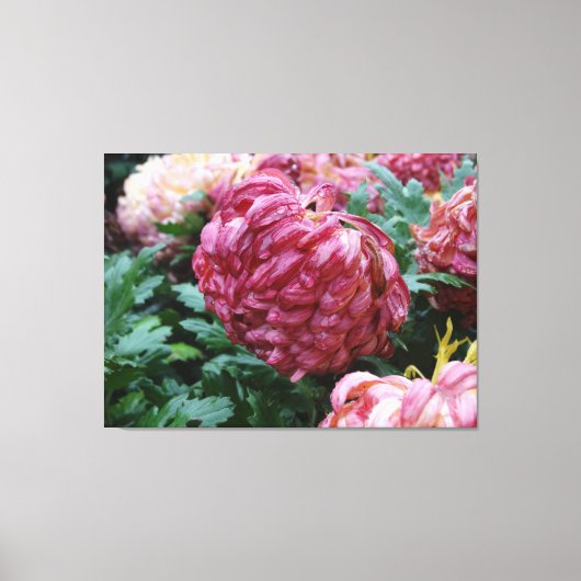Rosey Mums in the Rain!on a キャンバスプリント (正面)
