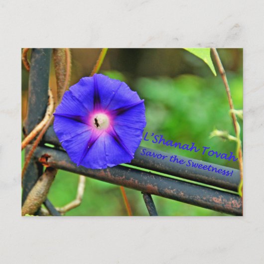 Rosh Hashanahカードギフト シーズンポストカード (正面)