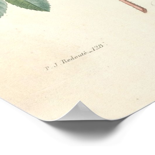 Rosier Canvas Print ポスター (角)