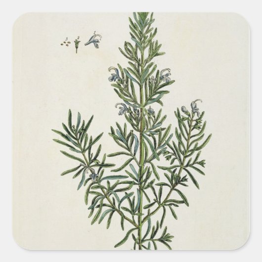 Rosmarinus Officinalis、「奇妙なハーブ」から1 スクエアシール (正面)
