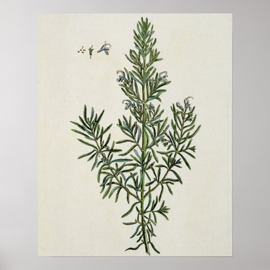 Rosmarinus Officinalis、「奇妙なハーブ」から1 ポスター (正面)