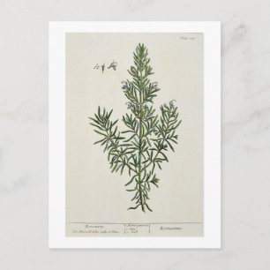 Rosmarinus Officinalis、「奇妙なハーブ」から1 ポストカード