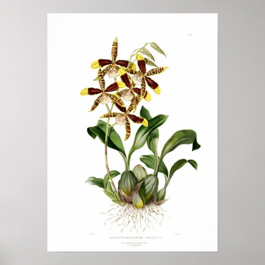 Rossioglossum grande by Miss Drake. ポスター (正面)
