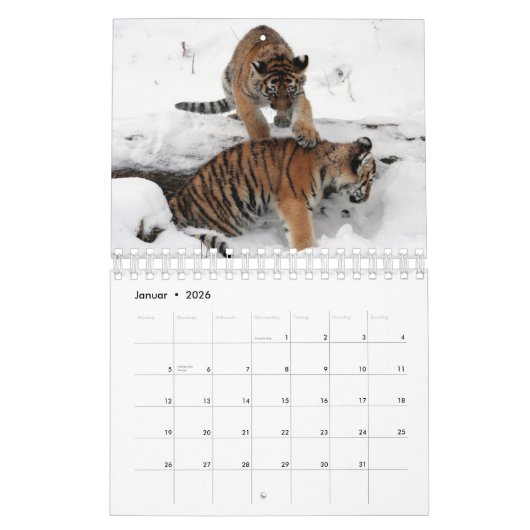 Rote Tiger als Kalender カレンダー (1月 2026)