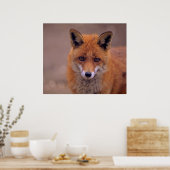 Rotfuchs,Porträt, Nahaufnahme,Blickkontakt ポスター (キッチン)
