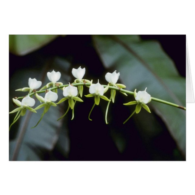 Rothschildiana黄色い(バンダ)の花 (正面横)