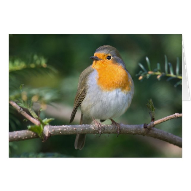 Rotkelchen (正面横)