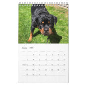 Rottweiler Calendar  カレンダー (3月 2027)