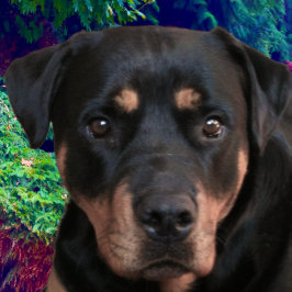 Rottweiler, Confident Guardian トライブレンドＴシャツ