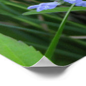 Rough Skullcap, Scutellaria integrifolia ポスター (角)