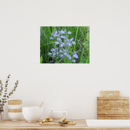 Rough Skullcap, Scutellaria integrifolia ポスター (キッチン)