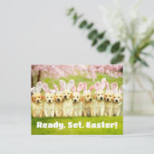 Row of Puppy Bunnies ポストカード (スタンド正面)