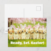 Row of Puppy Bunnies ポストカード (正面/裏面)