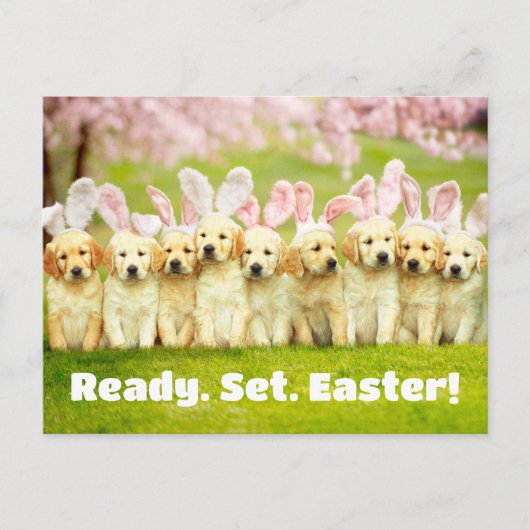 Row of Puppy Bunnies ポストカード (正面)