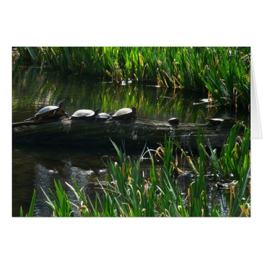 Row of Turtlesグリーン自然写真 (正面横)