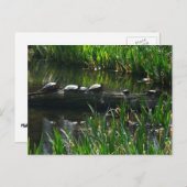 Row of Turtlesグリーン自然写真 ポストカード (正面/裏面)