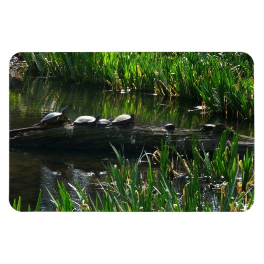 Row of Turtlesグリーン自然写真 マグネット (横)