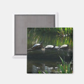 Row of Turtlesグリーン自然写真 マグネット (正面/裏面)
