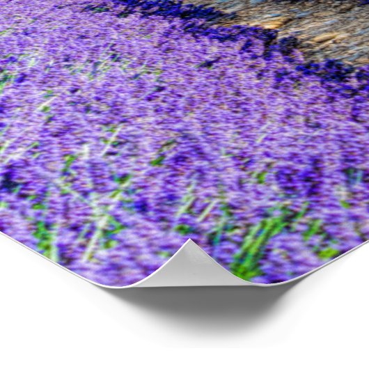 Rows of Lavender, Provence, France ポスター (角)