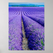 Rows of Lavender, Provence, France ポスター (正面)