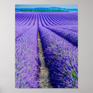 Rows of Lavender, Provence, France ポスター
