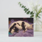 Roxy with猫ちゃん葉書 ポストカード (スタンド正面)