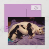 Roxy with猫ちゃん葉書 ポストカード (正面/裏面)