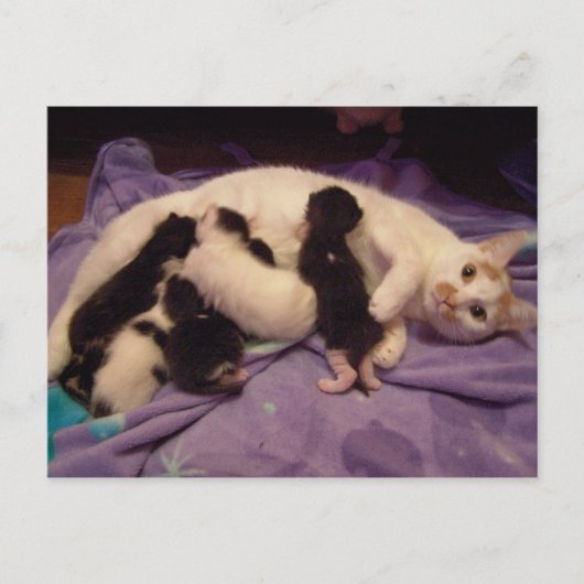 Roxy with猫ちゃん葉書 ポストカード (正面)