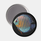 Royal Blue Discus マグネット (正面/裏面)